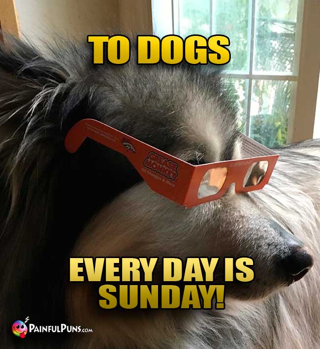 Dog wearing eclipse glasses says: To dogs, every day is Sunday!