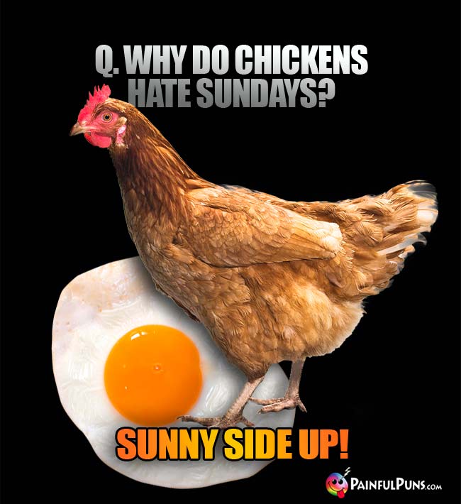 Q. Why do chickens hate Sundays? A Sunny side up!