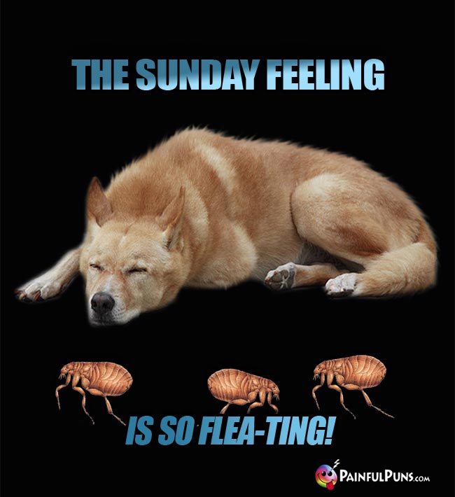 Sleepy dog with bugs says: The Sunday feeling is so flea-ting!