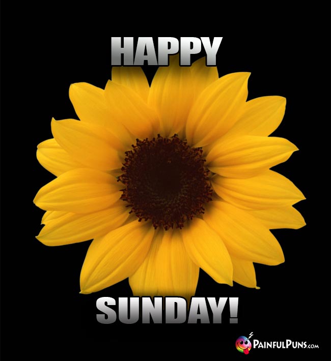 Sunflower Says: Happy Sunday!