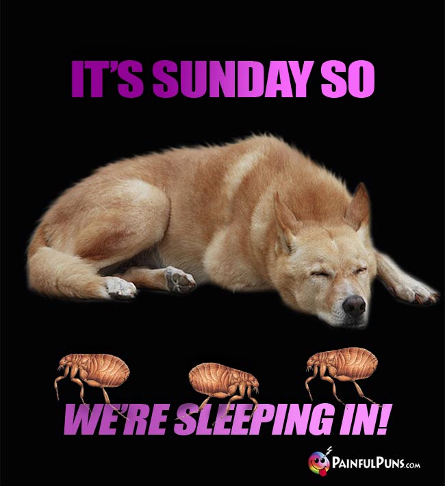 Tired dog with fleas says It's Sunday, so we're sleeping in!