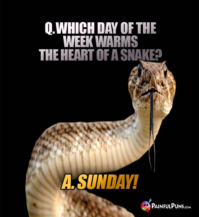 Q. Which day of the week warms the heart of a snake? A. Sunday!