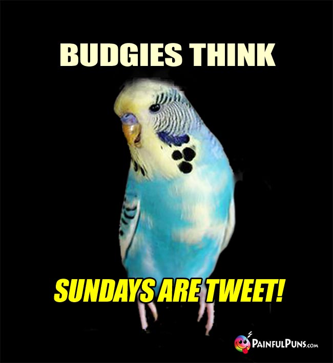 Sweet Littlw Blue Bird Says: Budgies Think Sundays Are Tweet!
