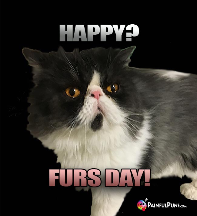 Long-Haired Housecat Says: Happy? Furs Day!