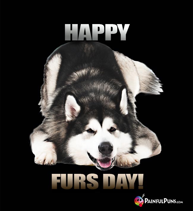 Wooly Malamute Dog Says: Happy Furs Day!