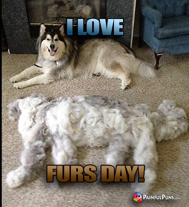 Brushed dog with dog-shaped pile of dog hair says: I Love Furs Day!