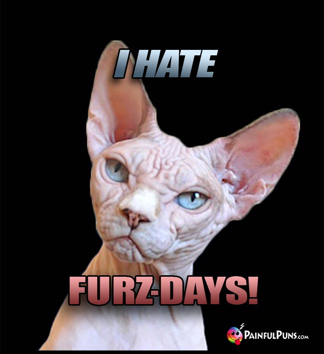 Hairless Cat Says: I Hate Furz-Days!