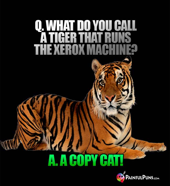 Q. What do you call a tiger that runs the xerox machine? A. A copy cat!
