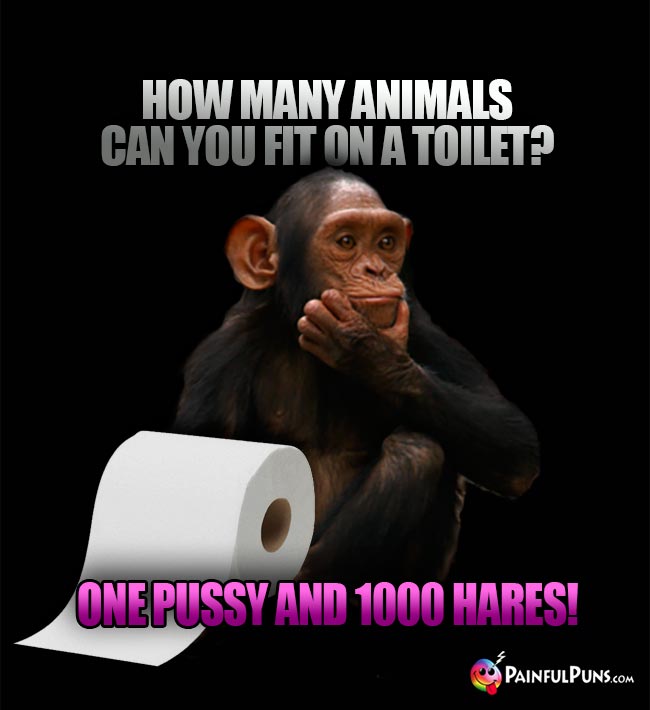 Chimp Asks: How many animals can you fit on a toilet? A. One pussy and 1000 hares!