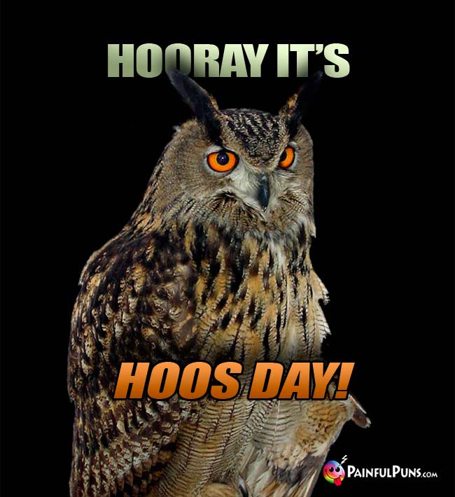 Owl Says: Hooray, It's Hoos Day!