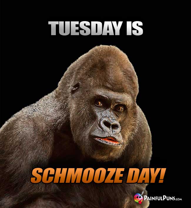 Big Gorilla Says: Tuesday Is Schmooze Day!