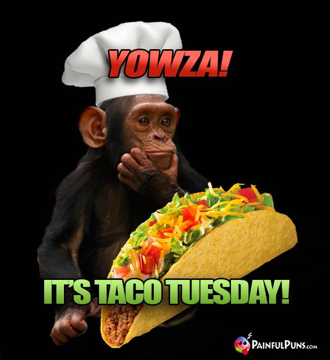 Chimp Chef Says: Yowza! It's Taco Tuesday!
