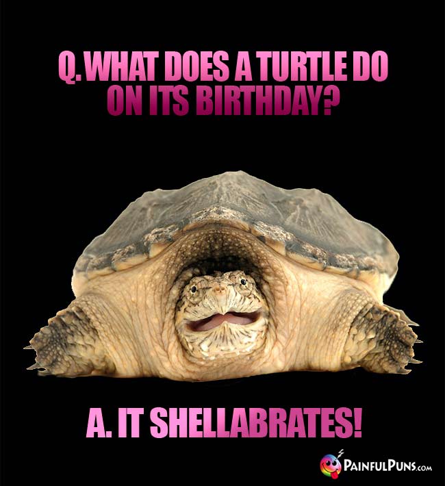 Q. What does a turtle do on its birthday? A. It shellabrates!