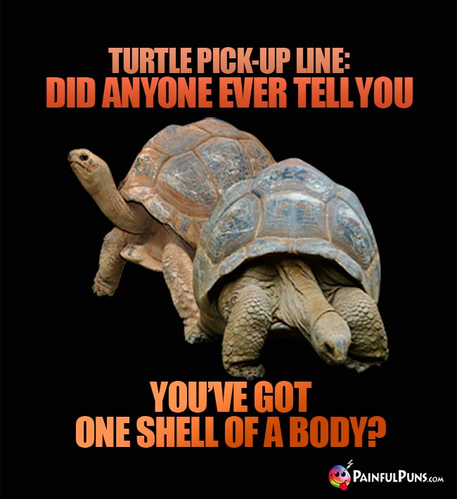 Turtle Pick-Up Line: Did anyone ever tell you you've got one shell of a body?