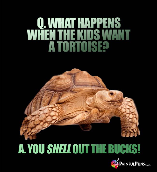 Q. What happens when the kids want a tortoise? A. You shell out the bucks!