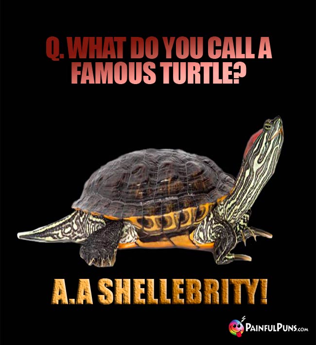 Q. What do you call a famous turtle? A. A shellebrity!