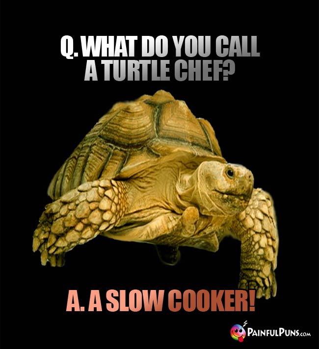 Q. What do you call a turtle chef? A. A slow cooker!