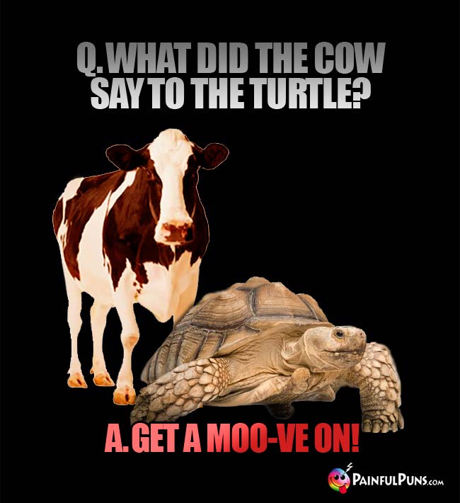 Q. What did the cow say to the turtle? A. Get a moo-ve on!