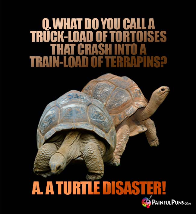 Q. What do you call a truck-load of tortoises that crash into a traib-load of terrapins? A. A turtle disaster!