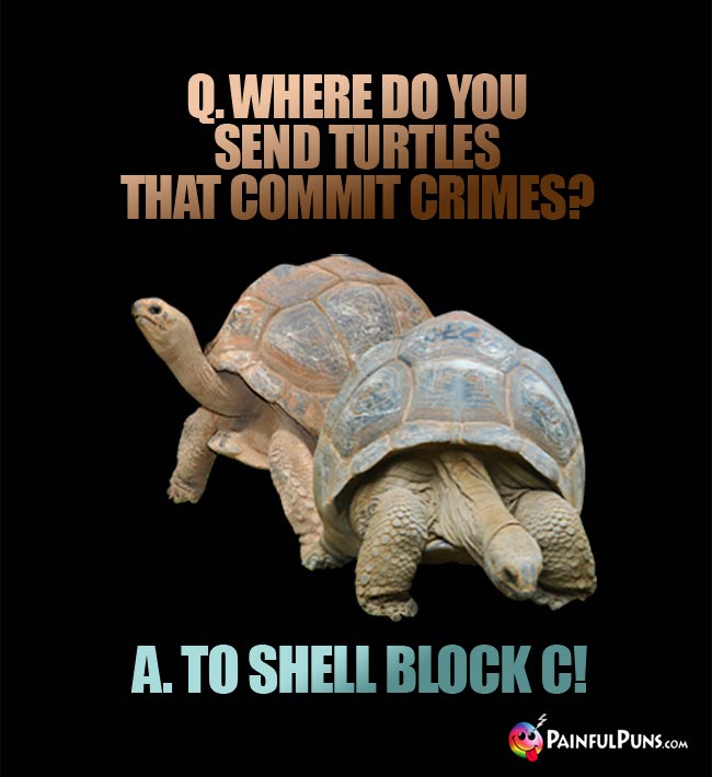Q. Where do you send turtles that commit crimes? A. To Shell Block C!