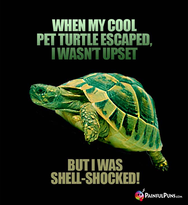 When my cool pet turtle escaped, I wASN'T UPSET, BUT I WAS SHELL-SHOCKED!