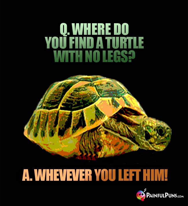 Q. Where do you find a turtle with no legs? A. Wherever you left him!