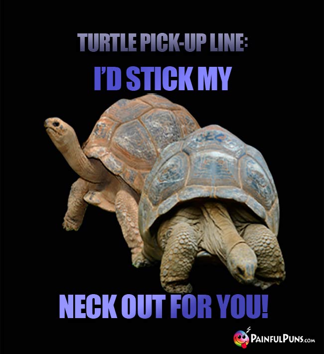 Turtle Pick-Up Line: I'd stick my neck out for you!