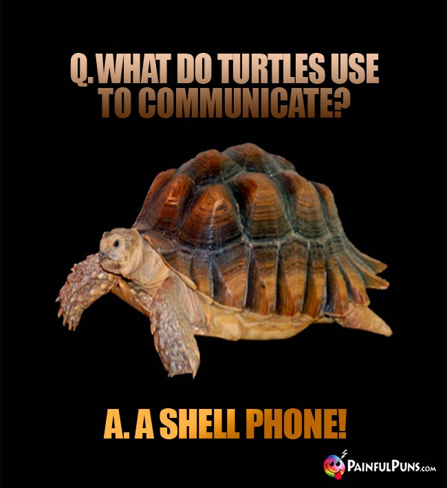 Q. What do turtles use to communicate? A. A shell phne!