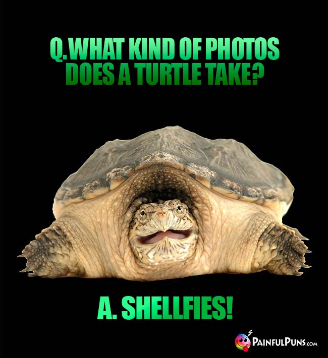 Q. What kind of photos does a turtle take? A. Shellfies!