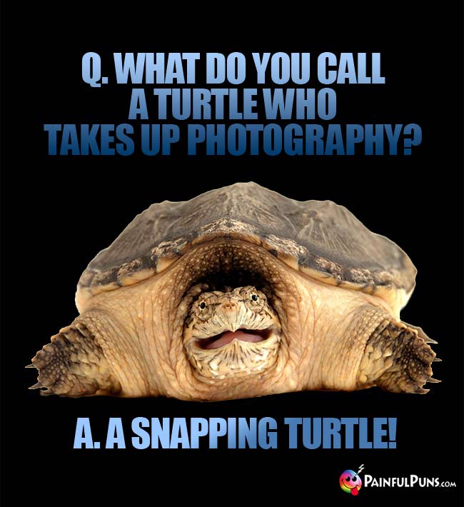 Q. What do you call a turtle who takes up photography? A. A Snapping Turtle!