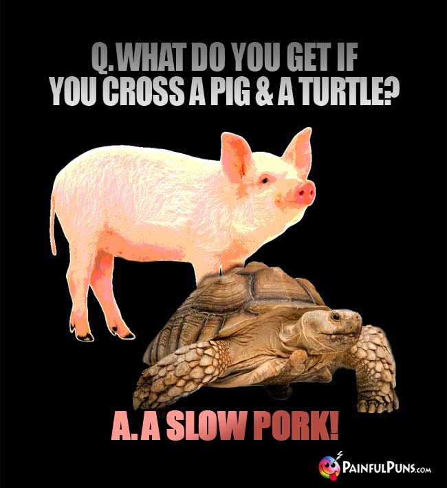 Q. What do you get if you cross a pig and a turtle? A. A slow pork!