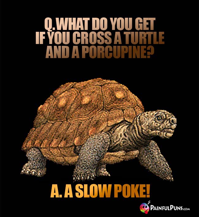 Q What do you get if you cross a turtle and a porcupine? A. A Slow Poke!