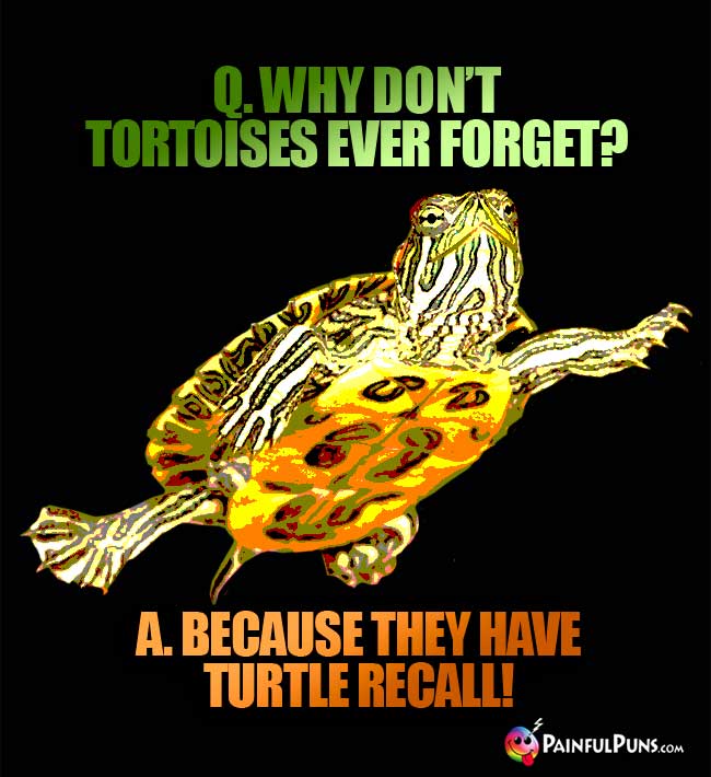 Q. Why don't tortoises ever forget? A. because they have turtle recall!