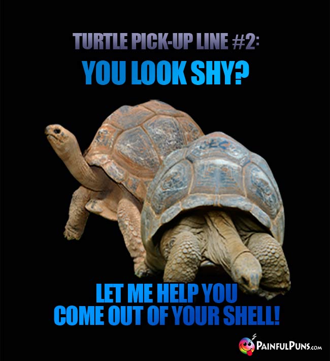 Turtle Pick-Up Loine: You look shy? Let me help you come out of your shell!