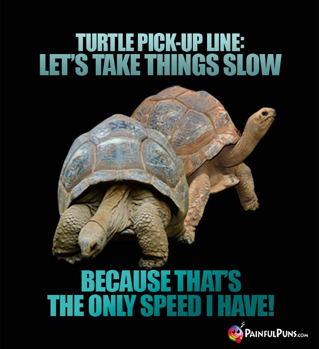 Turtle Pick-Up Line: Let's take things slow because that's the only speed I have!
