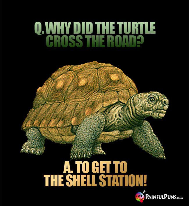 Q. Why did the turtle cross the road? A. To get to the Shell Station!