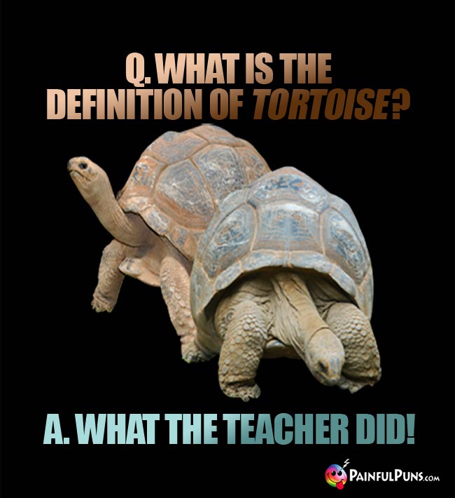 Q. What is the definition of Tortoise? A. What the teacher did!