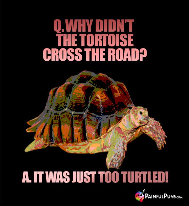 Q. Why didn't the tortoise cross the road? A It was just too turtled!