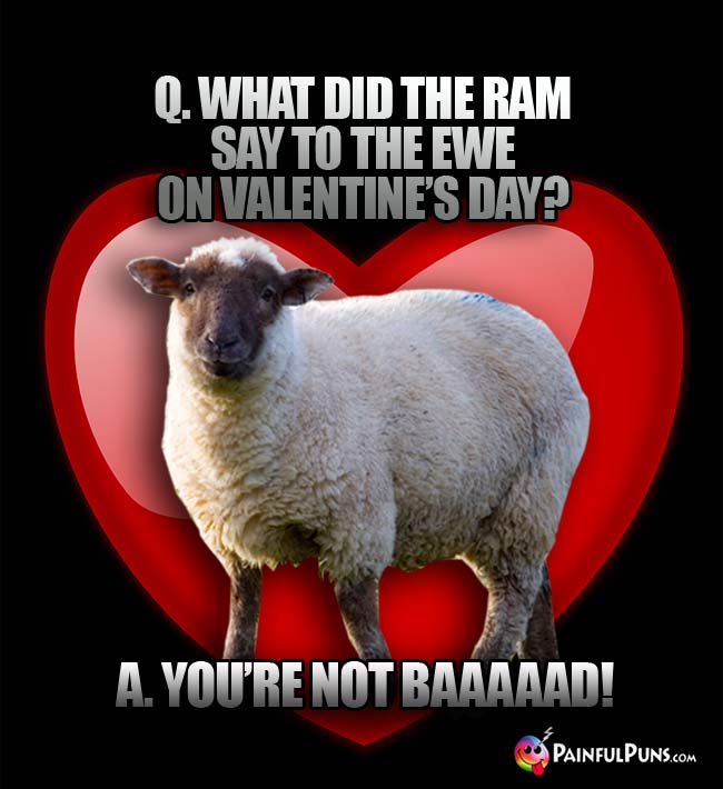Q. What did the ram say to the ewe on Valentine's Day? A. You're not baaaaad!