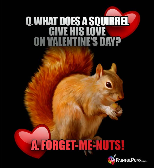 Q. What does a squirrel give his love on Valentine's Day? A. Forget-me-nuts!