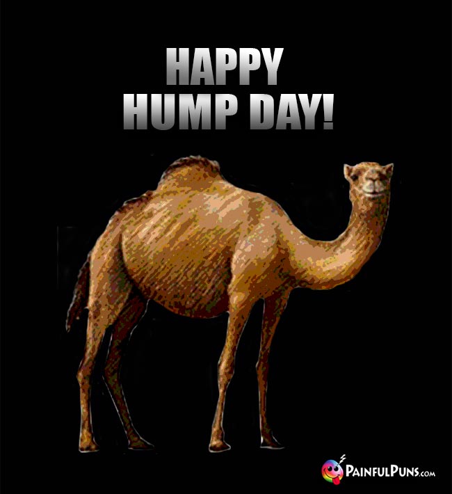 Camel Says: Happy Hump Day!
