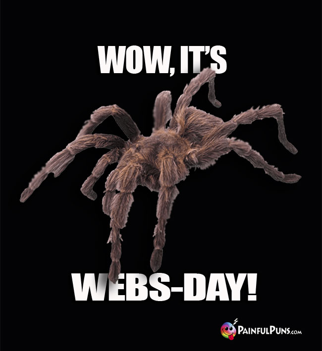 Tarantula Says: Wow, It's Webs-Day!