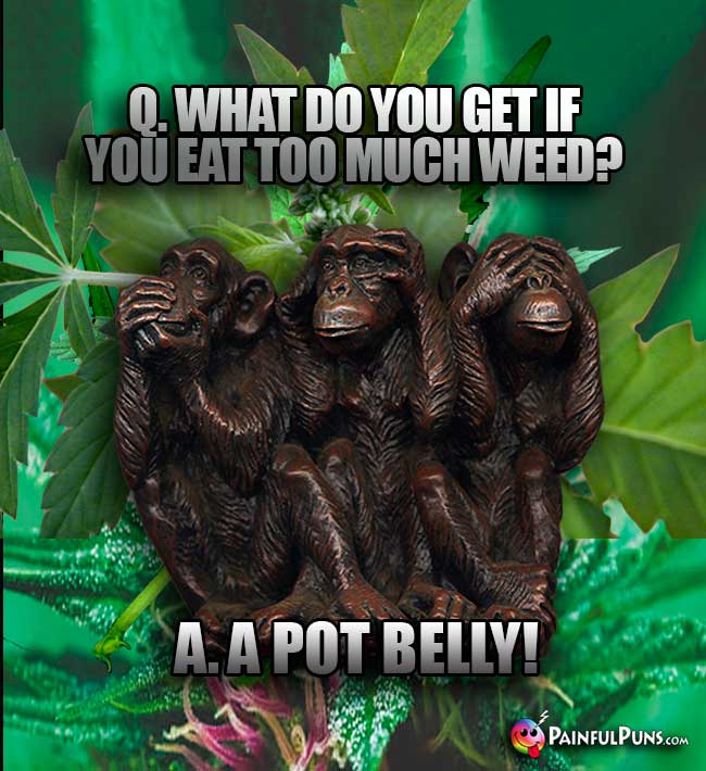 No Evil Monkeys Ask: What do you get if you eat too much weed? A. A Pot Belly!