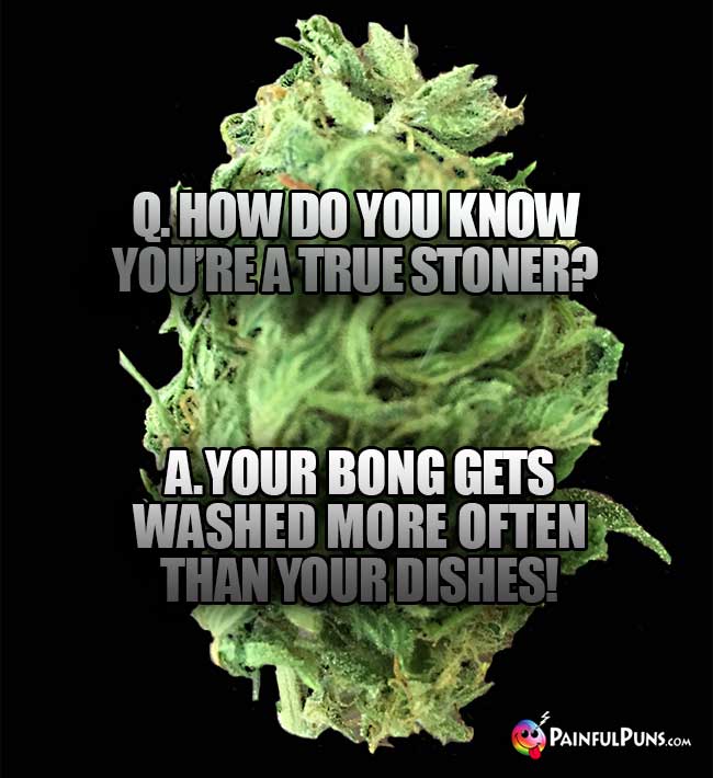 Bud Asks: How do you know you're a true stoner? A. Your bong gets washed more often than your dishes!