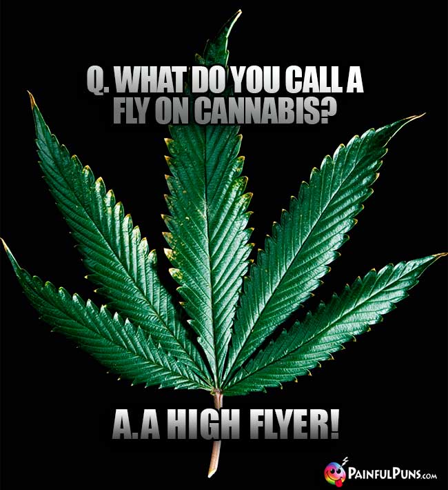 Q. What do you call a fly on cannabis? A. A Hight Flyer!