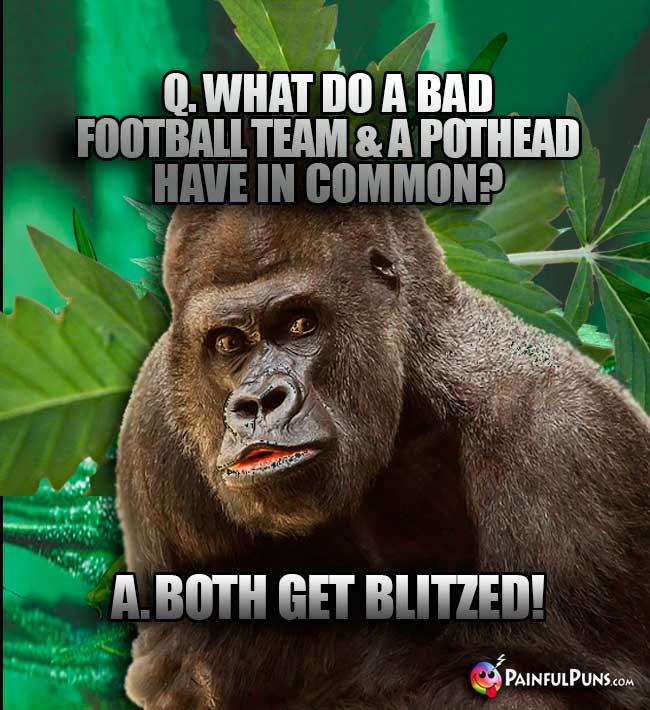 Big Ape Asks: What do a bad football team & a pothead have in common? A. Both get blitzed!