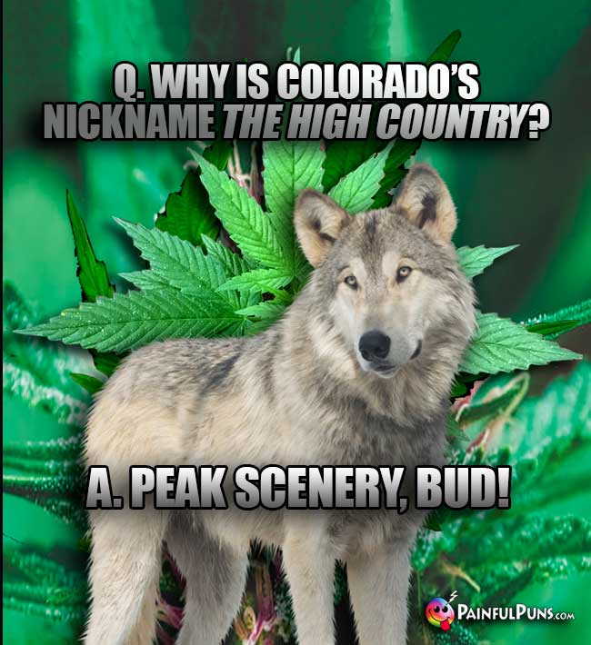 Q. Why is Colorado's nickname the High Country? A. Peak Scenery, Bud!