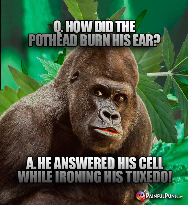 Big Ape Asks: How did the pothead burn his ear? A. He answered his cell while ironing his tuxedo!