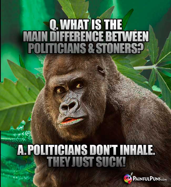 Big Ape Asks: Q. What is the main difference between politicians & stoner? A. Politicians don't inhale. They just SUCK!