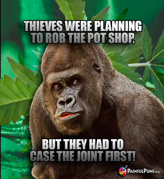 Thieves were planning to rob the pot shop, but they had to case the joint first!